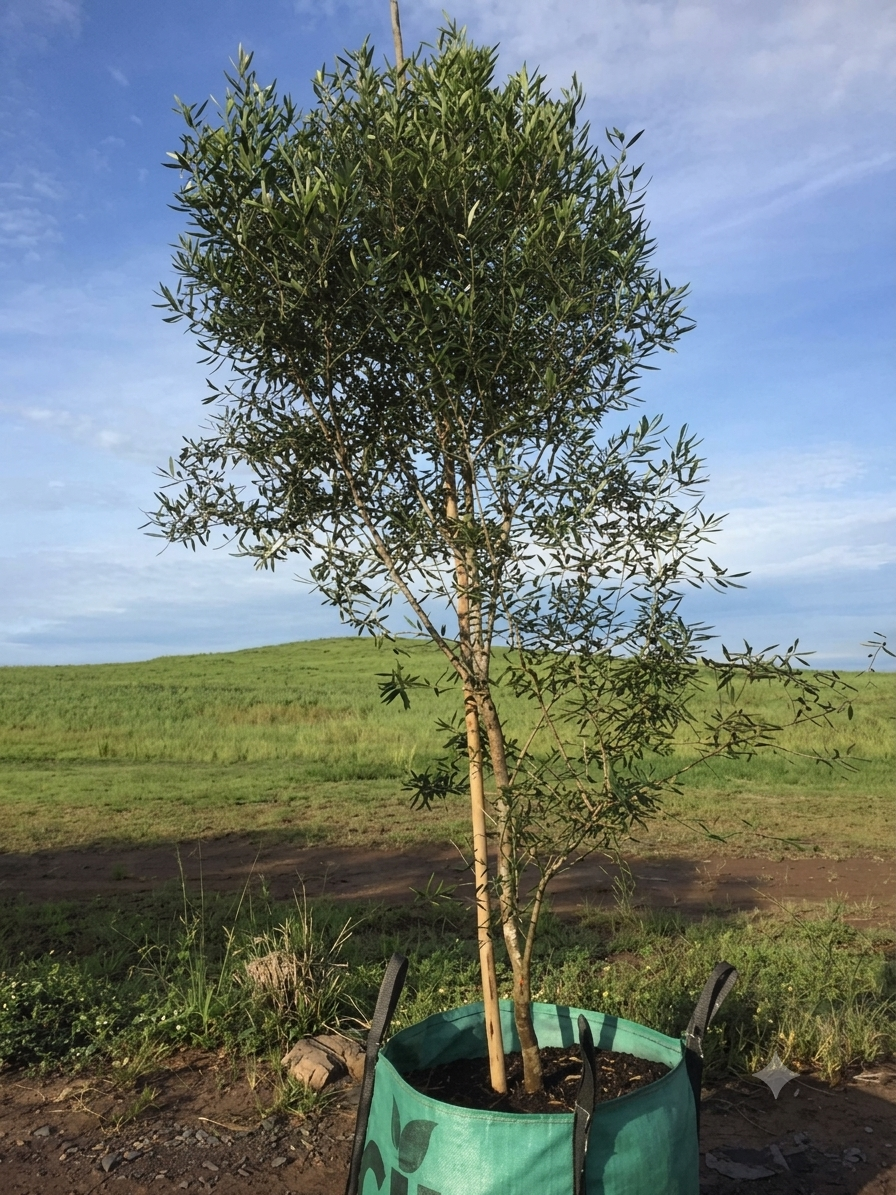 African olive tree